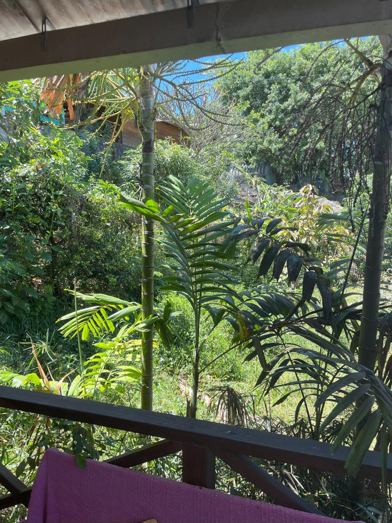 La Bananeraie Apt 35M2 Piscine Jardin Tropical Parking Prive Saint-Leu Exterior foto
